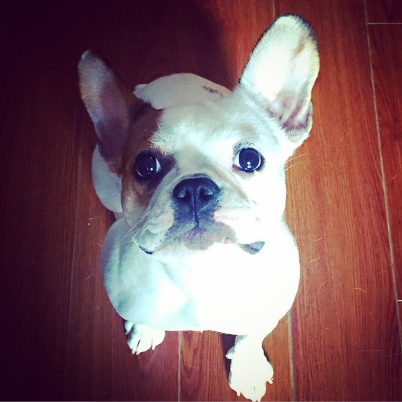 Meet your Posher, Bobbie - Picture 1 of 1